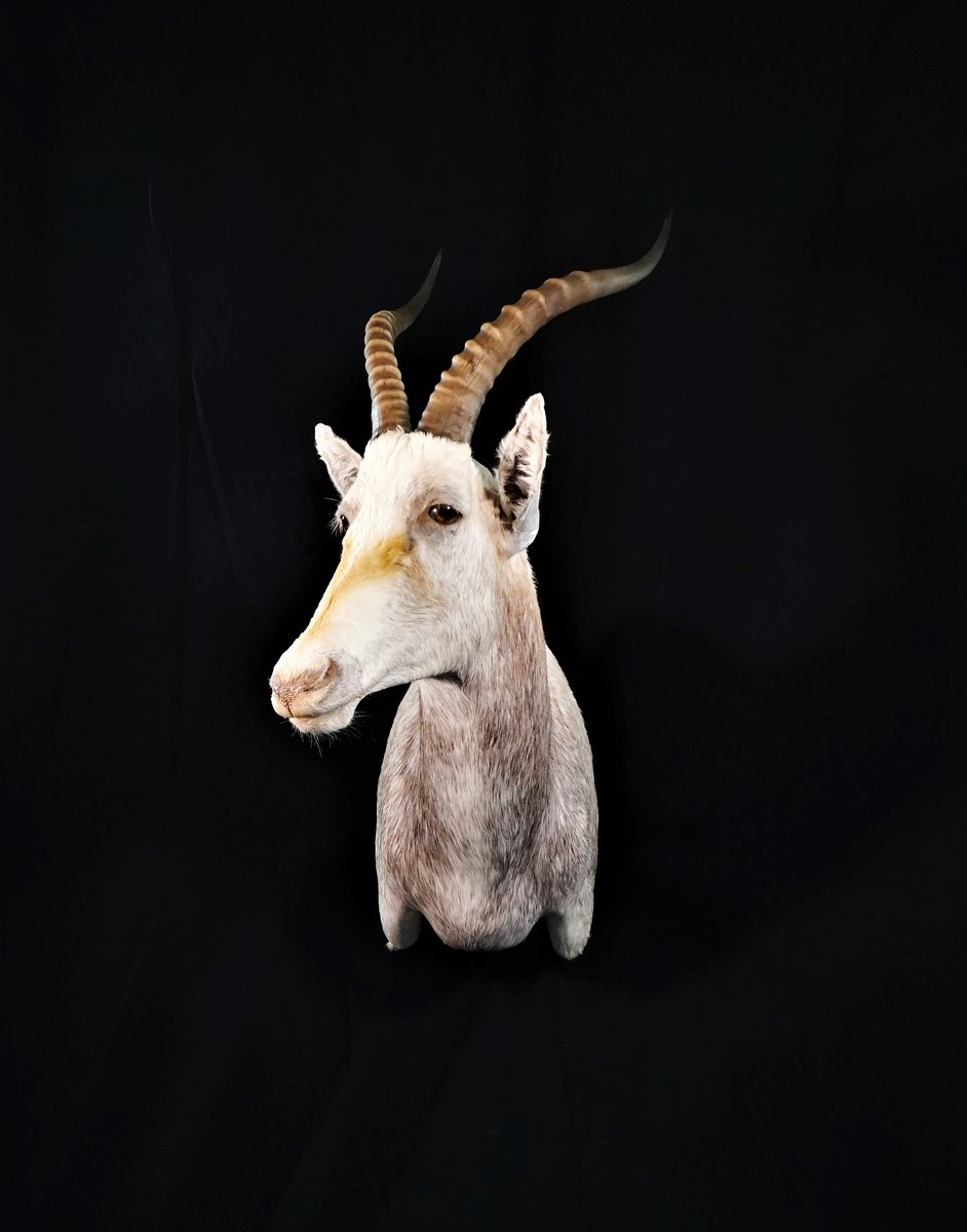 Photo 235 - White Blesbok