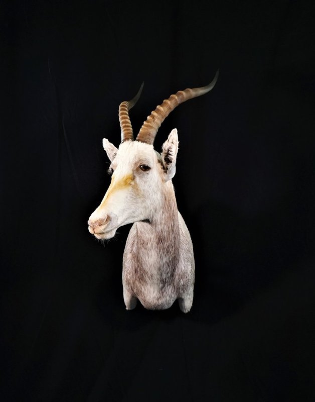 Photo 235 - White Blesbok
