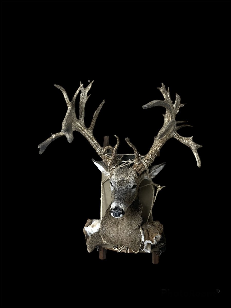 Photo 236 - Whitetail Pack Mount
