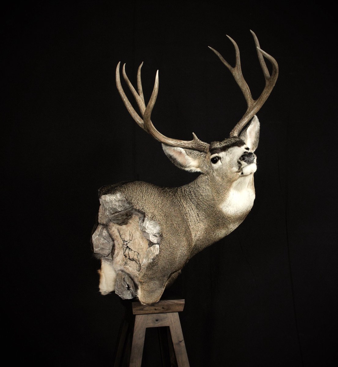 Photo 237 - Mule Deer Pedestal