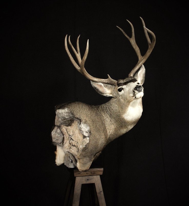 Photo 237 - Mule Deer Pedestal