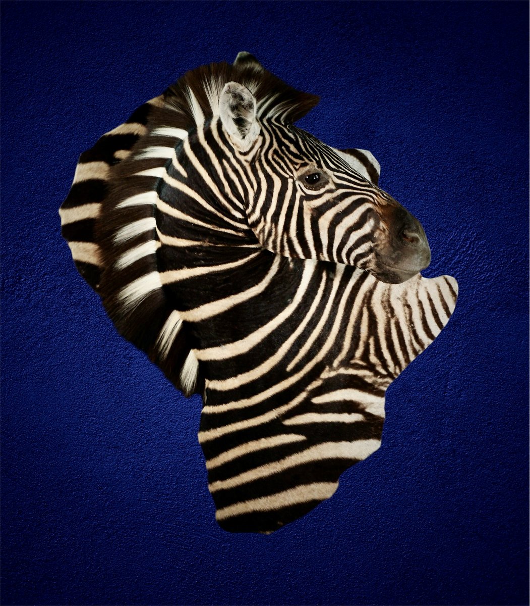 Photo 238 - Zebra Pedestal