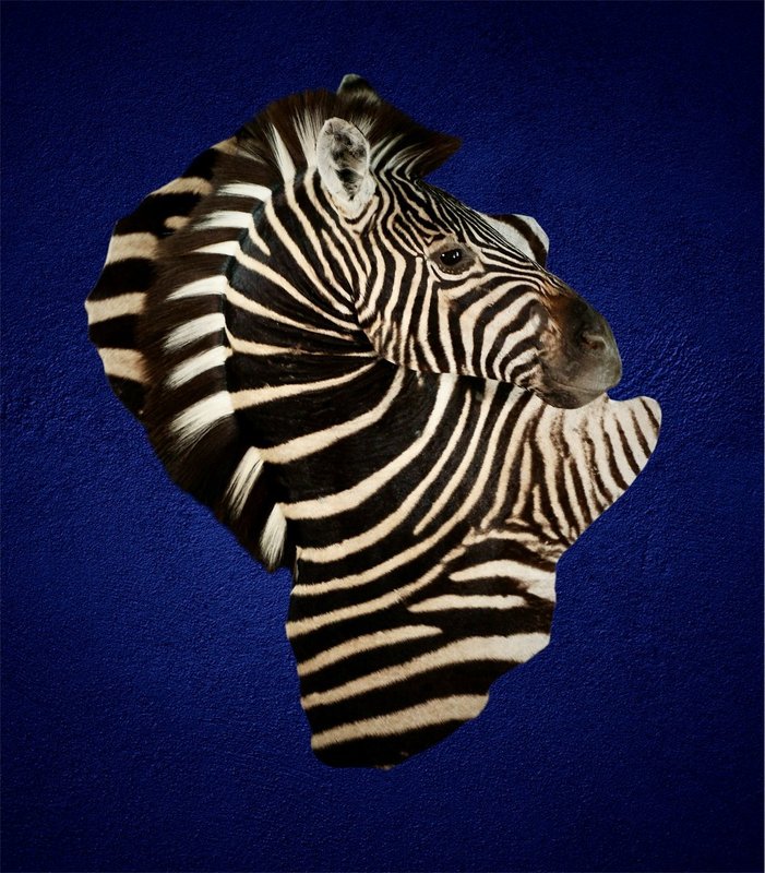 Photo 238 - Zebra Pedestal