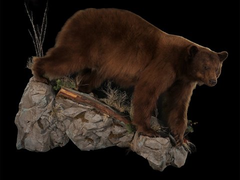 Black Bear Life Size