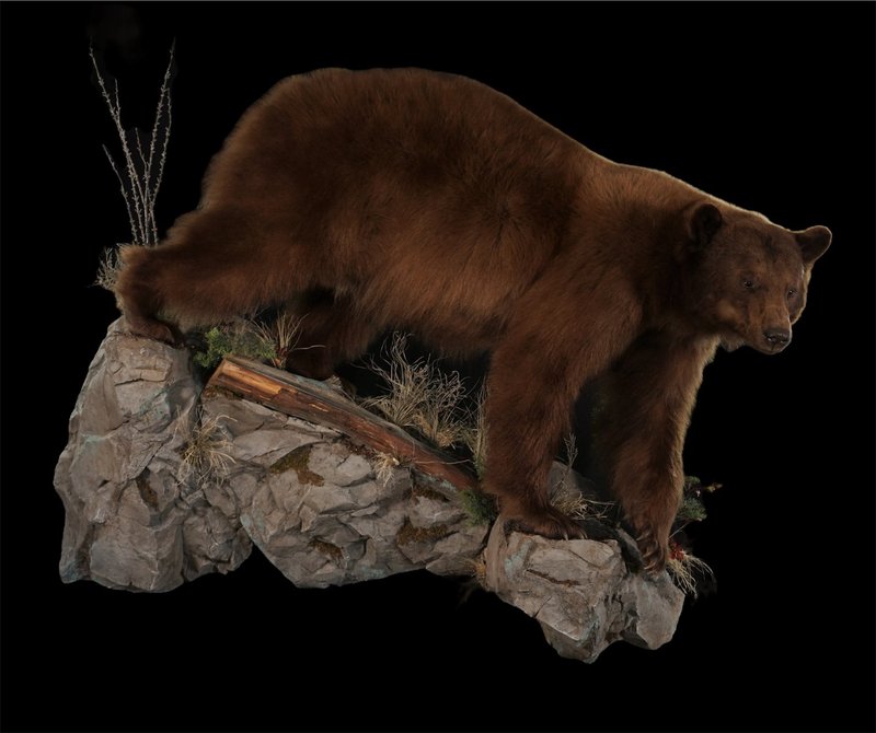 Photo 239 - Black Bear Life Size