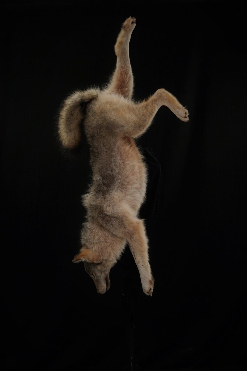 Photo 24 - Dead Mount Wolf