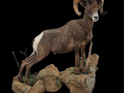 Desert sheep life size right turn