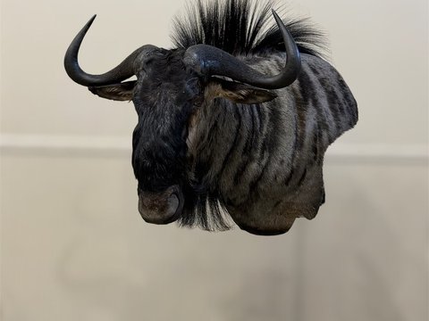 Blue Wildebeest wall pedestal left turn