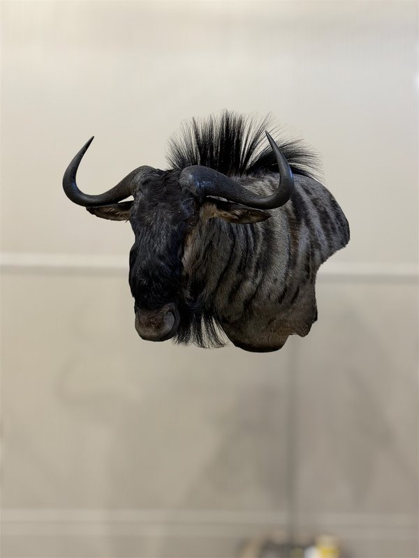 Photo 242 - Blue Wildebeest wall pedestal left turn