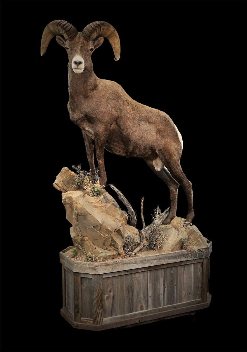 Photo 25 - Life Size Desert Sheep