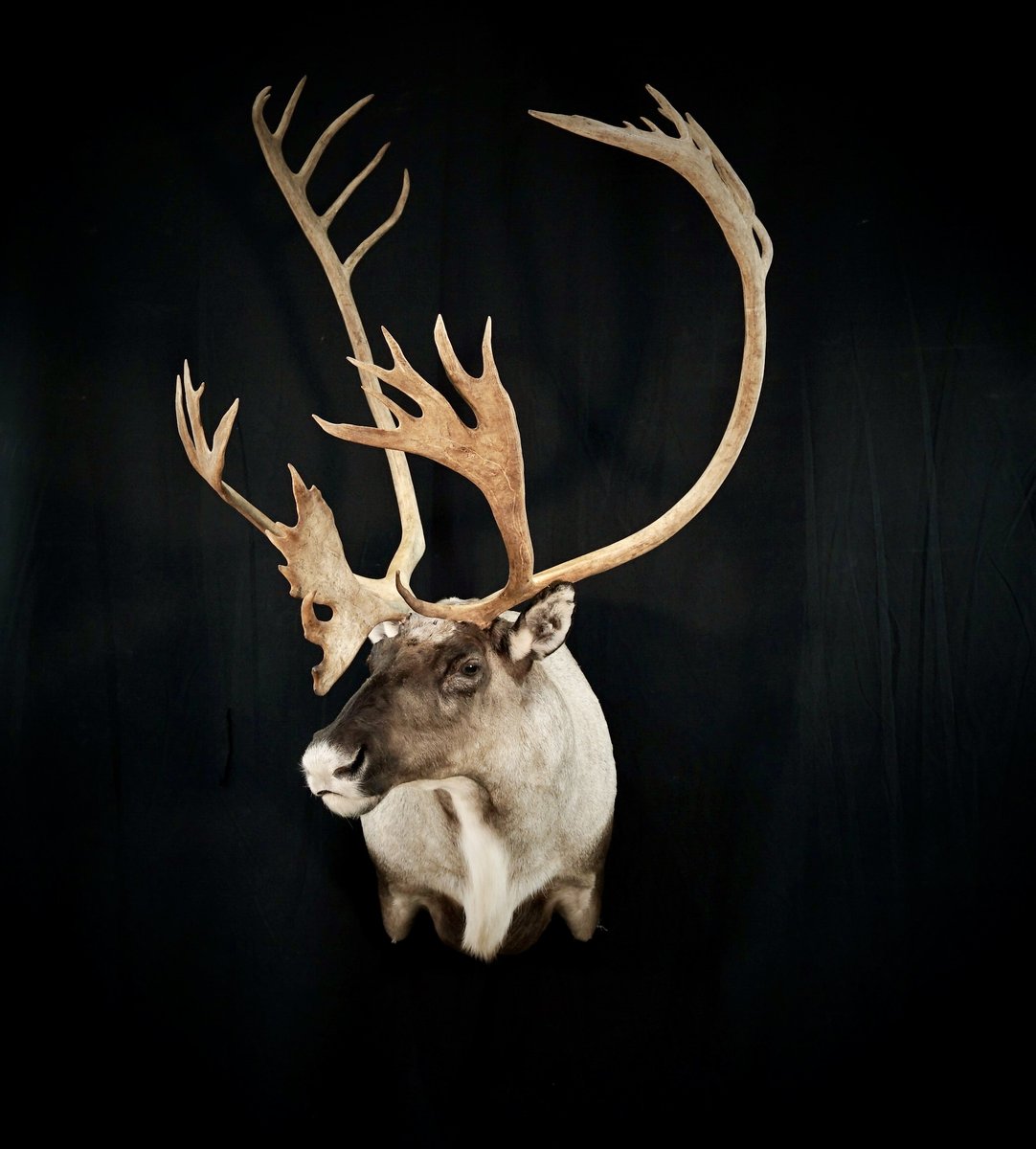 Photo 26 - Caribou Shoulder Mount