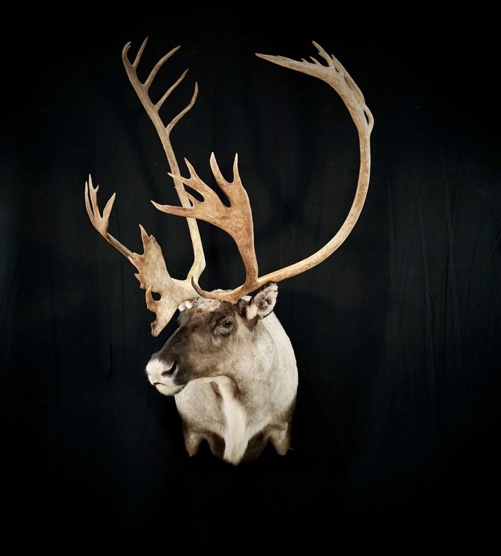 Photo 26 - Caribou Shoulder Mount