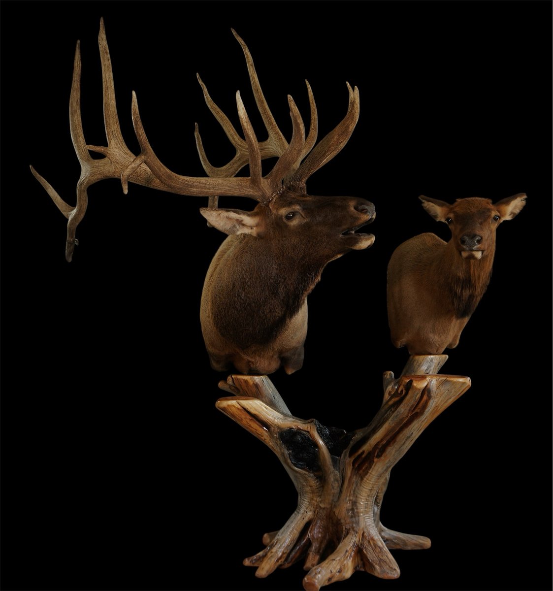 Photo 30 - Elk Pedestal Open Mouth With Cow