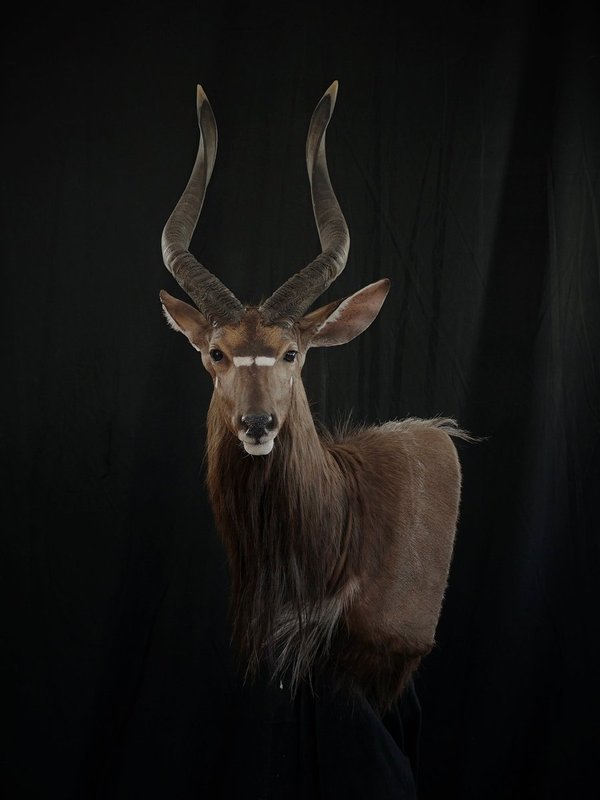 Photo 32 - Nyala Wall Pedestal