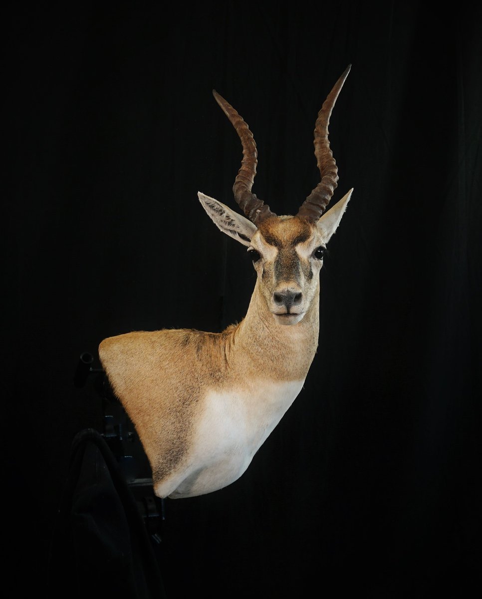 Photo 34 - Black Buck Wall Pedestal