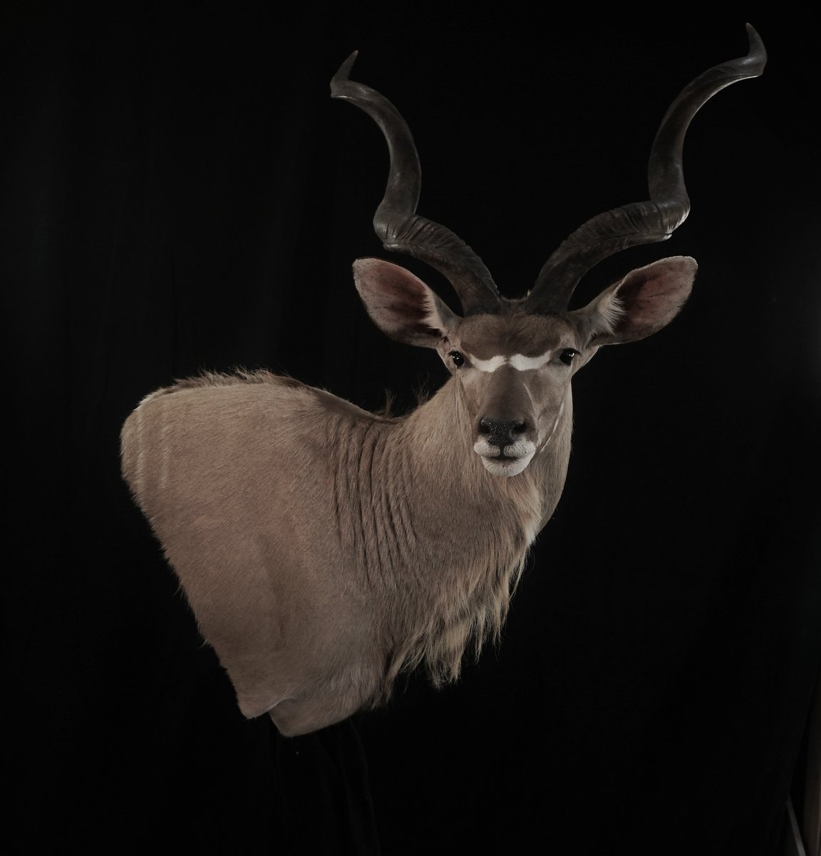 Photo 36 - Kudu Wall Pedestal