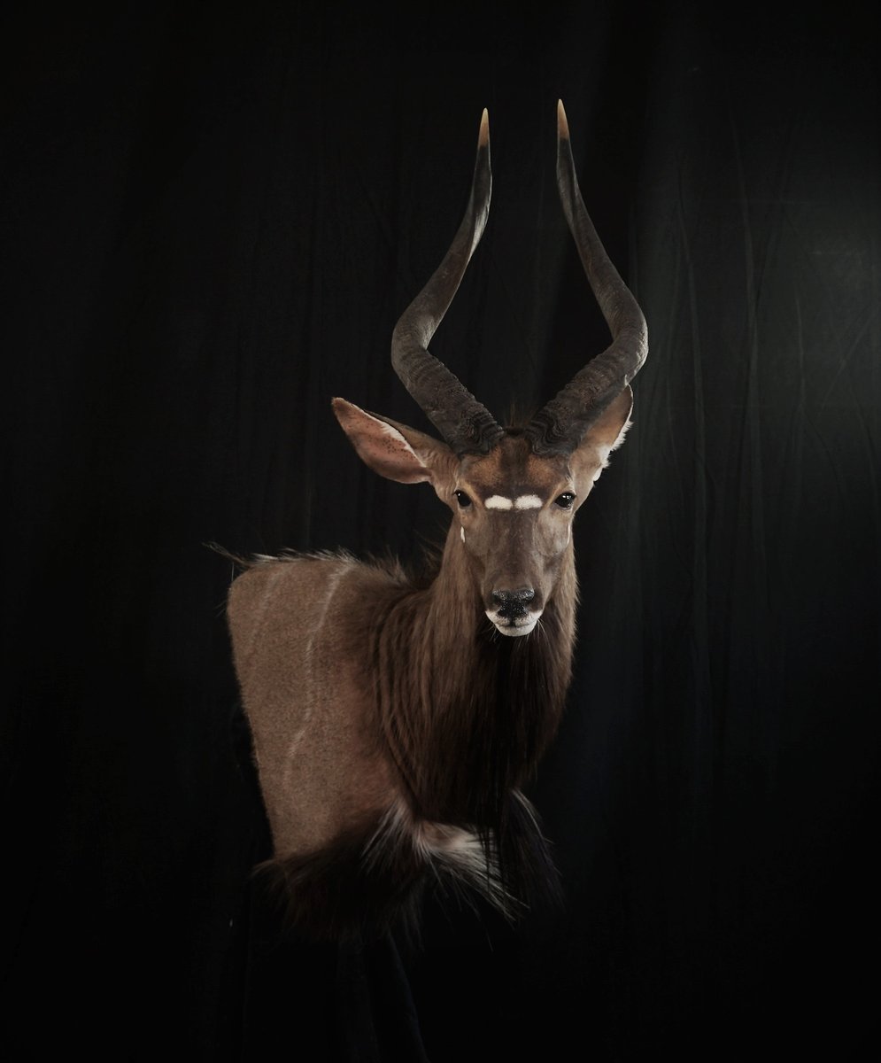 Photo 38 - Nyala Wall Pedestal