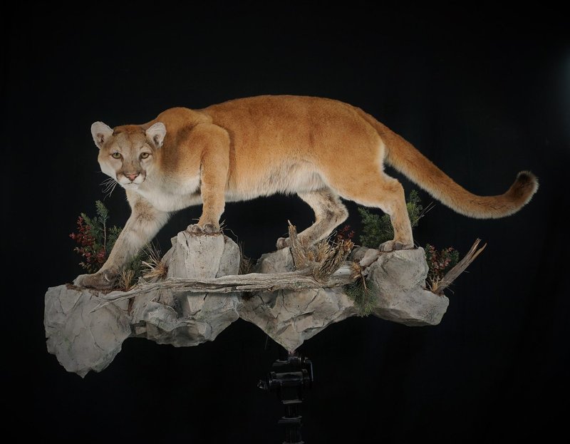 Photo 4 - Mountain Lion Life Size