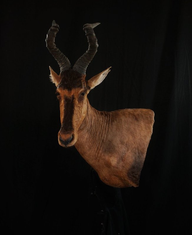 Photo 40 - Red Hartebeest Wall Pedestal