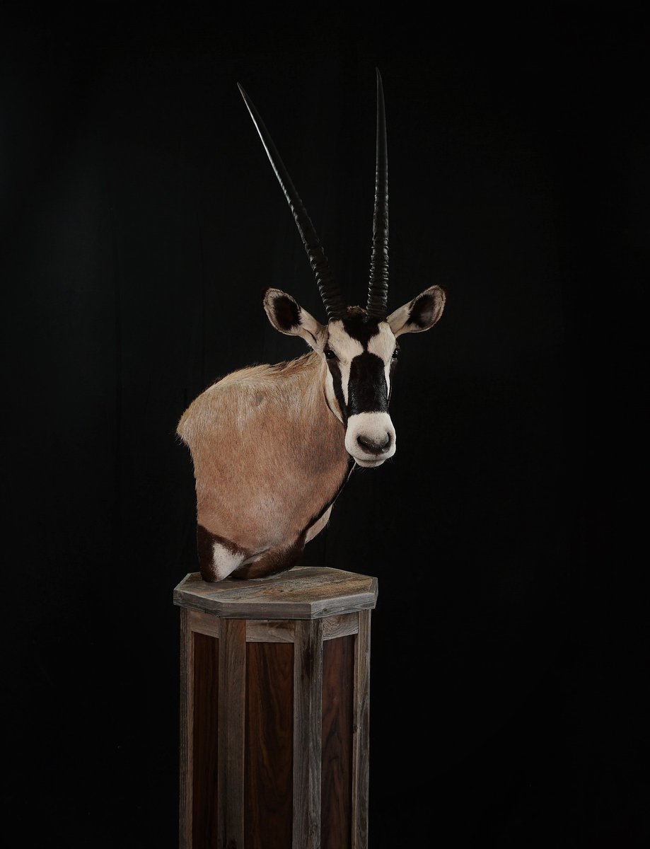 Photo 41 - Gemsbok Pedestal
