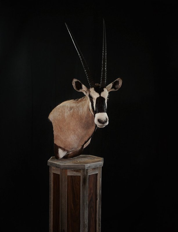 Photo 41 - Gemsbok Pedestal