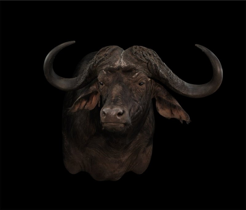 Photo 43 - Cape Buffalo