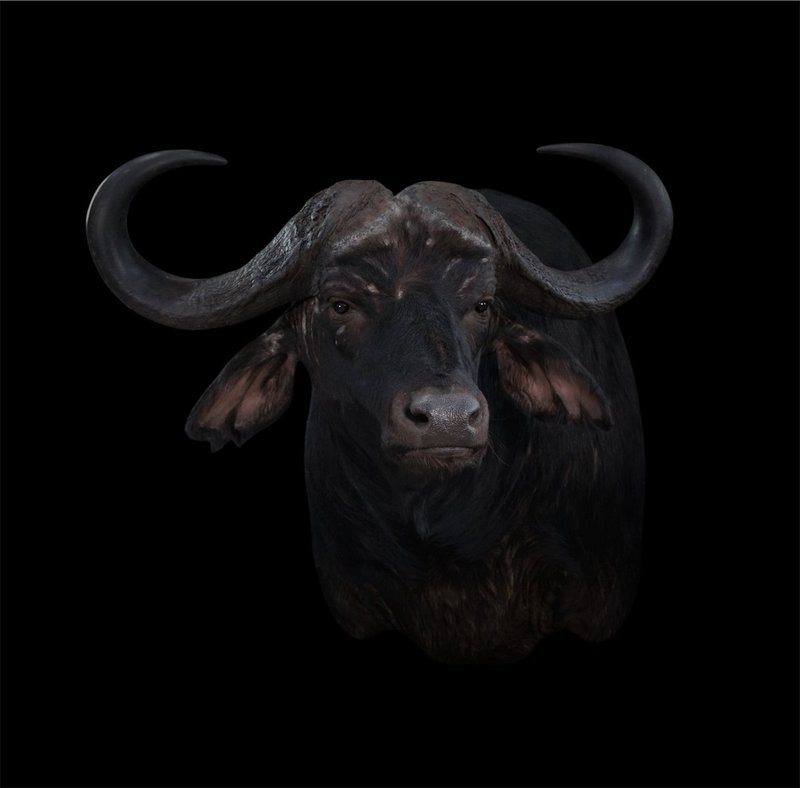 Photo 44 - Cape Buffalo