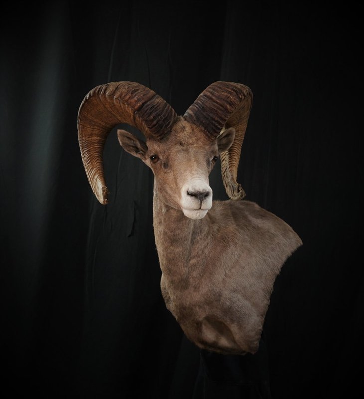 Photo 46 - Desert Sheep Wall Pedestal