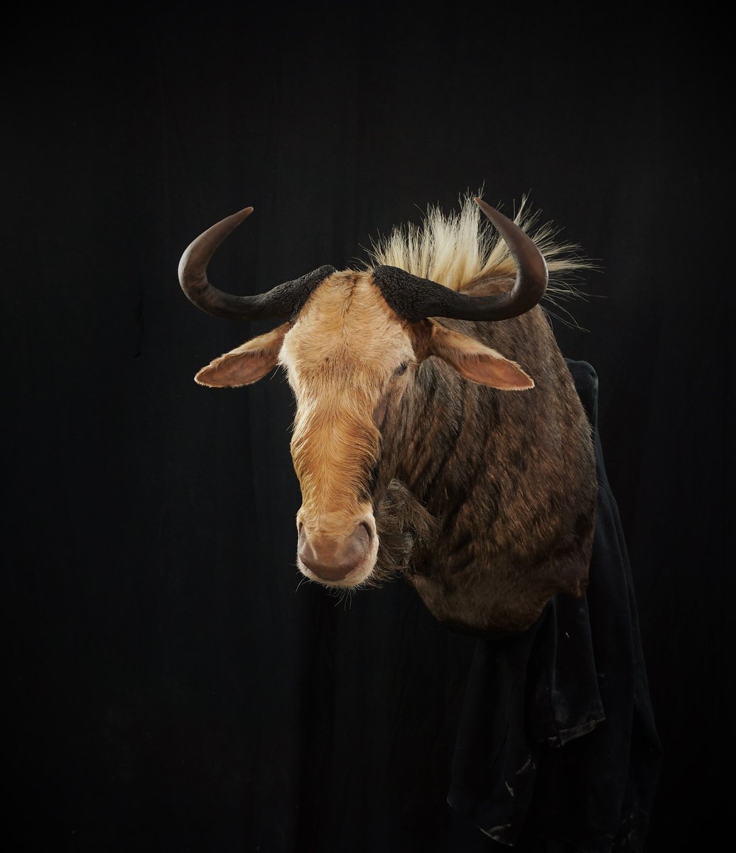 Photo 48 - Kings Wildebeest