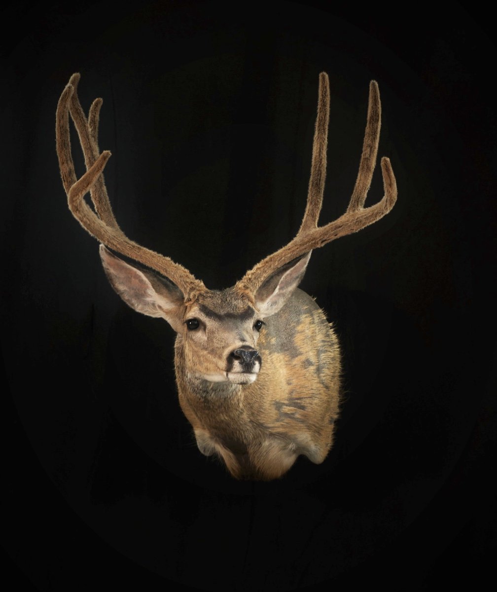 Photo 5 - Mule Deer Shoulder Mount