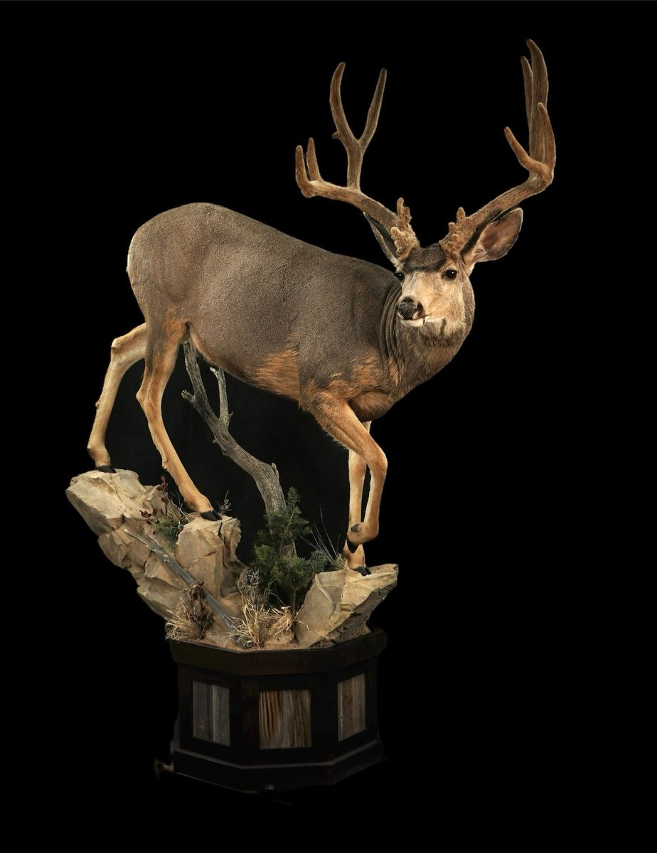 Photo 51 - Mule Deer Life Size