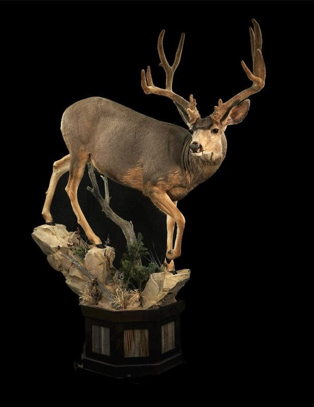 Photo 51 - Mule Deer Life Size