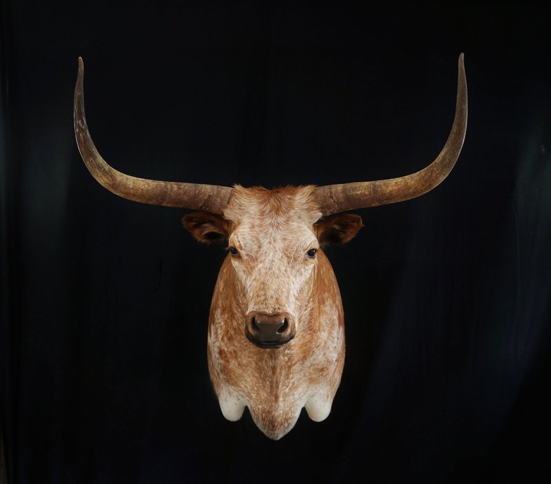Photo 52 - Texas Longhorn Shoulder Mount