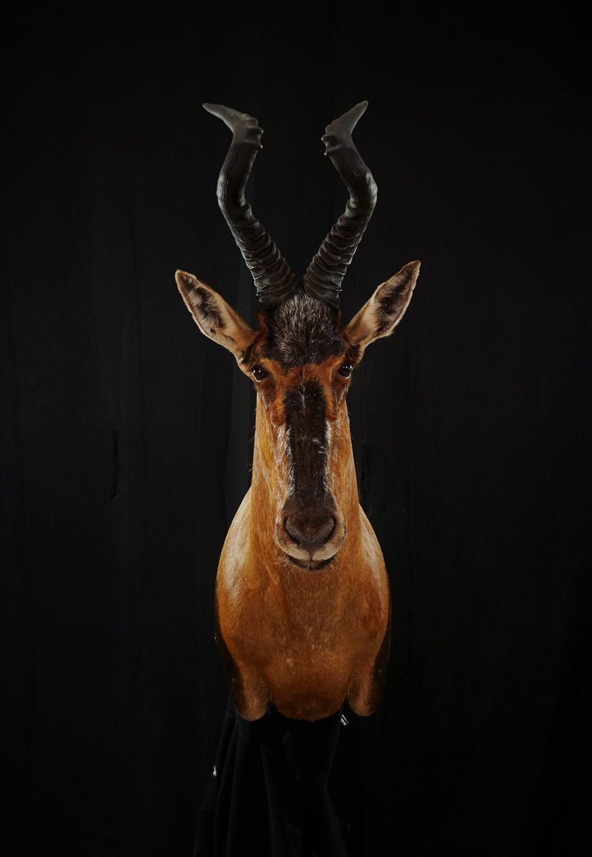 Photo 53 - Red Hartebeest