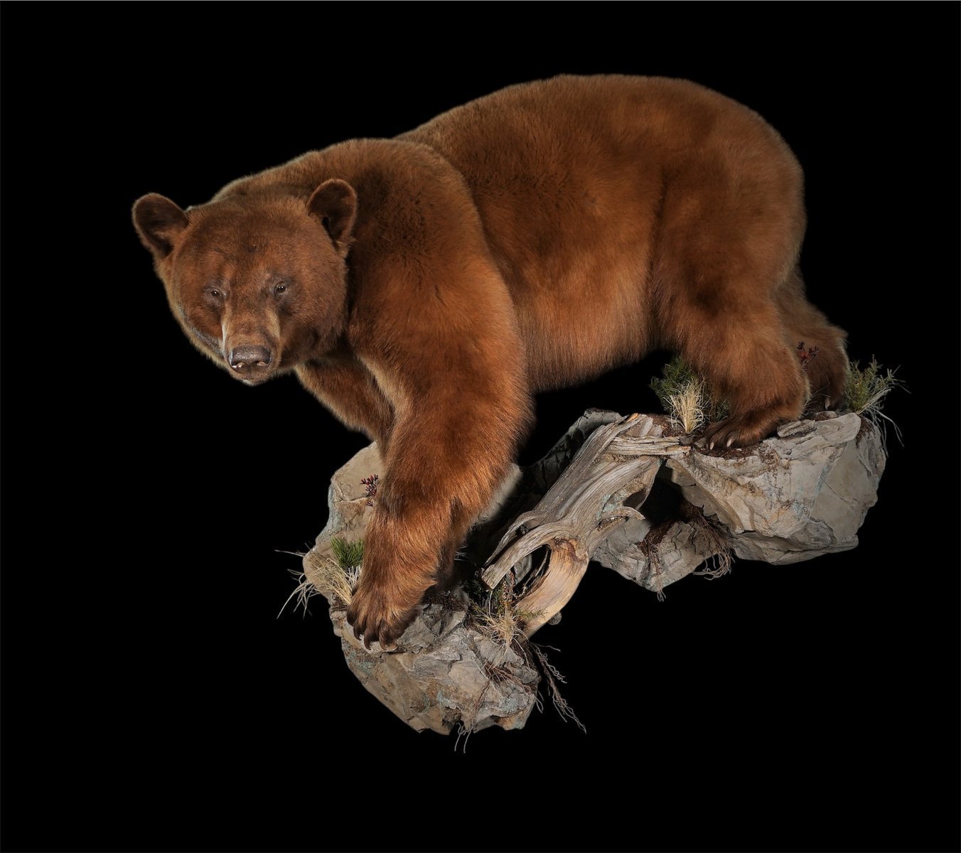 Photo 56 - Black Bear Down Hill