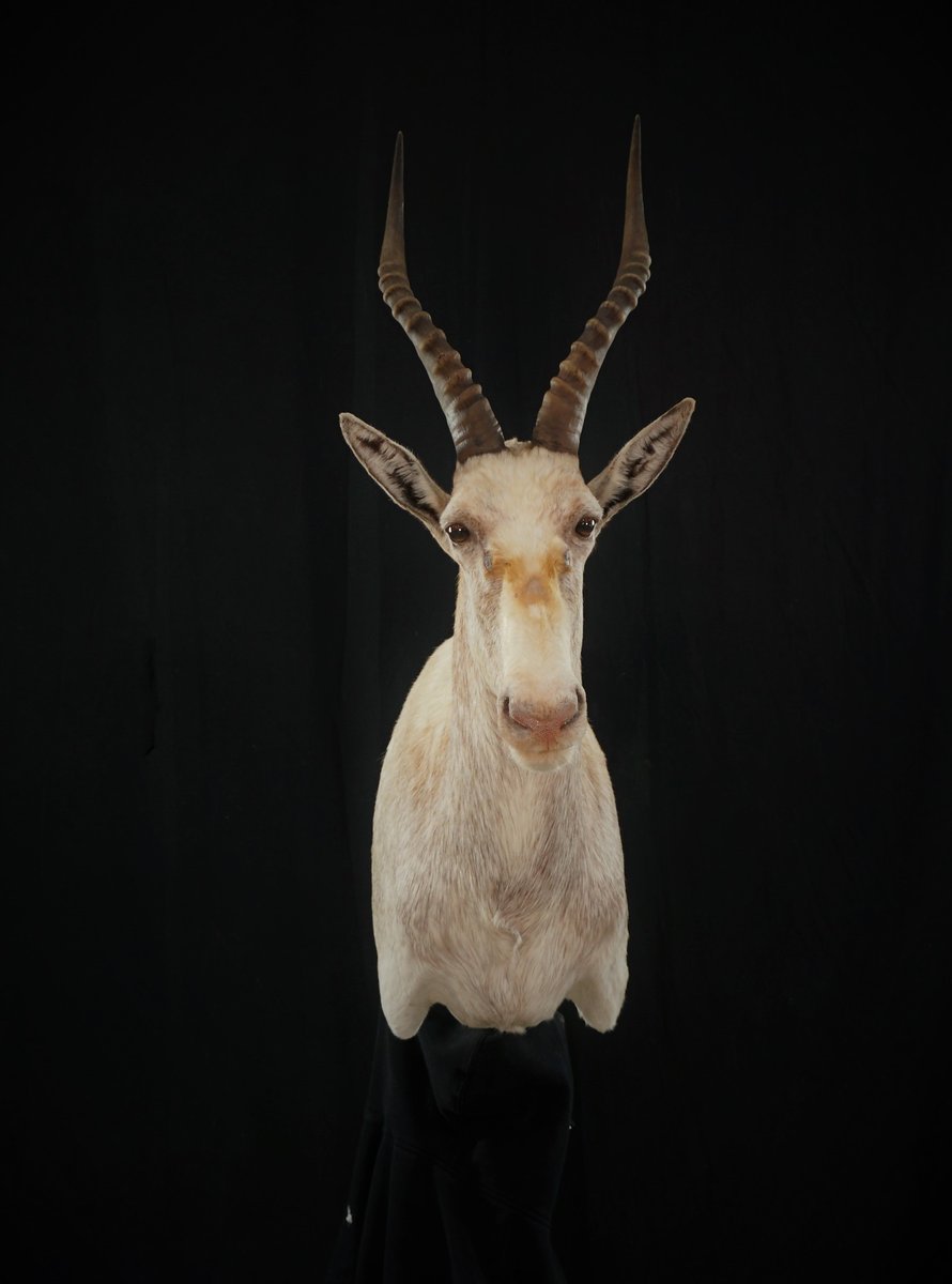 Photo 58 - White Blesbok