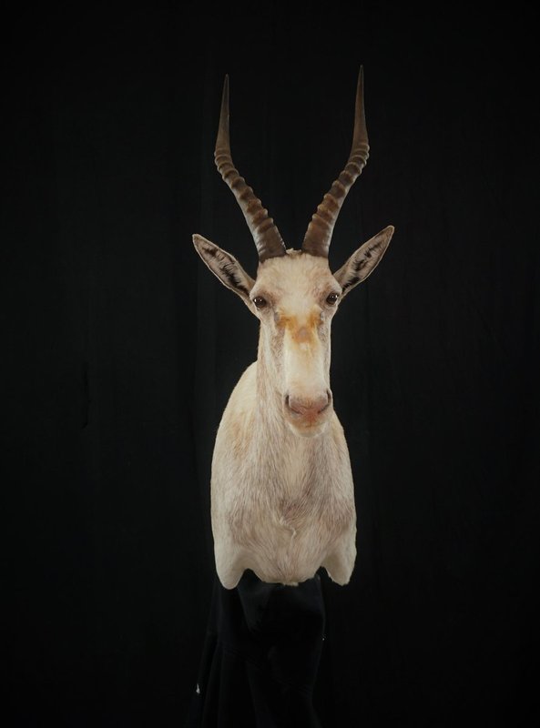 Photo 58 - White Blesbok