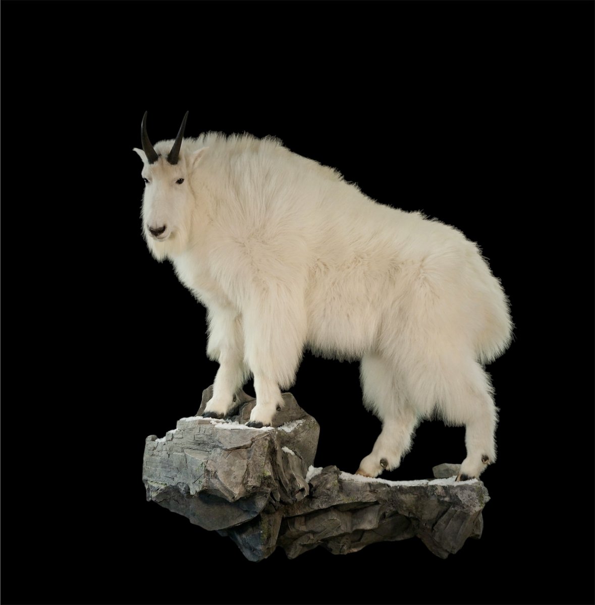 Photo 59 - Mountain Goat Life Size