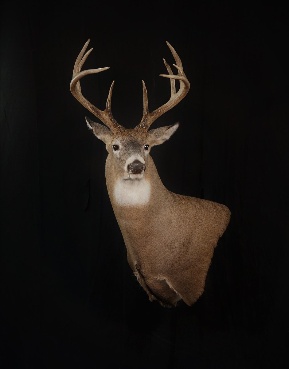 Photo 6 - Whitetail Wall Pedestal