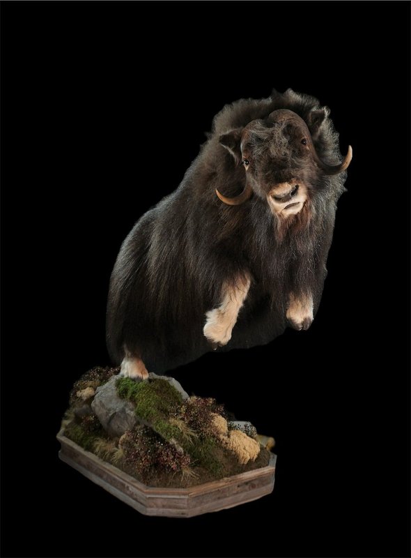 Photo 62 - Life Size Muskox