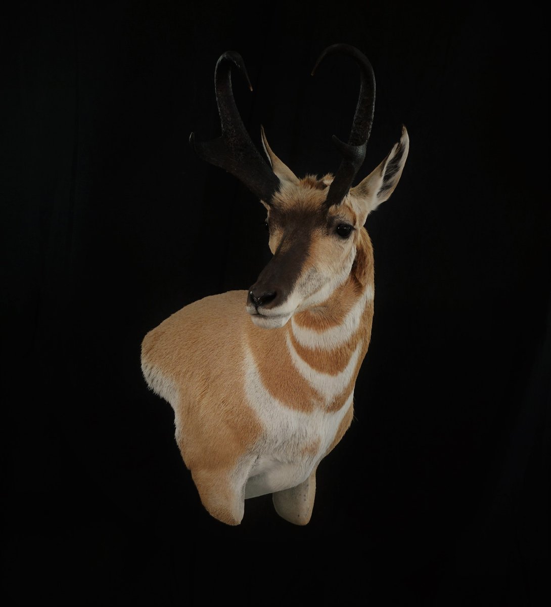 Photo 65 - Antelope Wall Pedestal