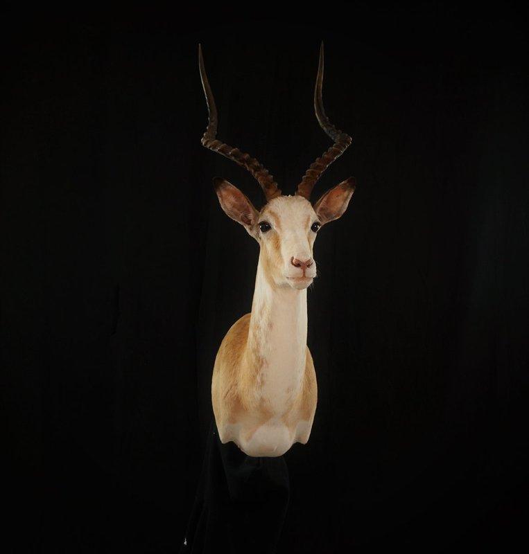 Photo 66 - White Impala Shoulder Mount