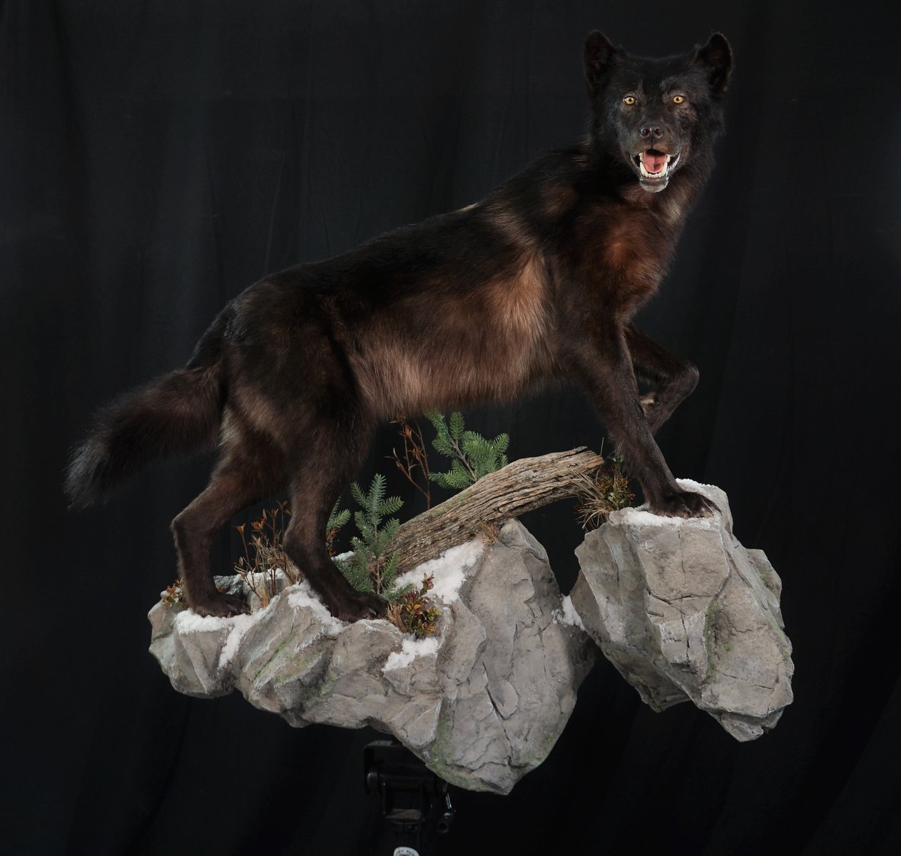 Photo 67 - Black Wolf Life Size