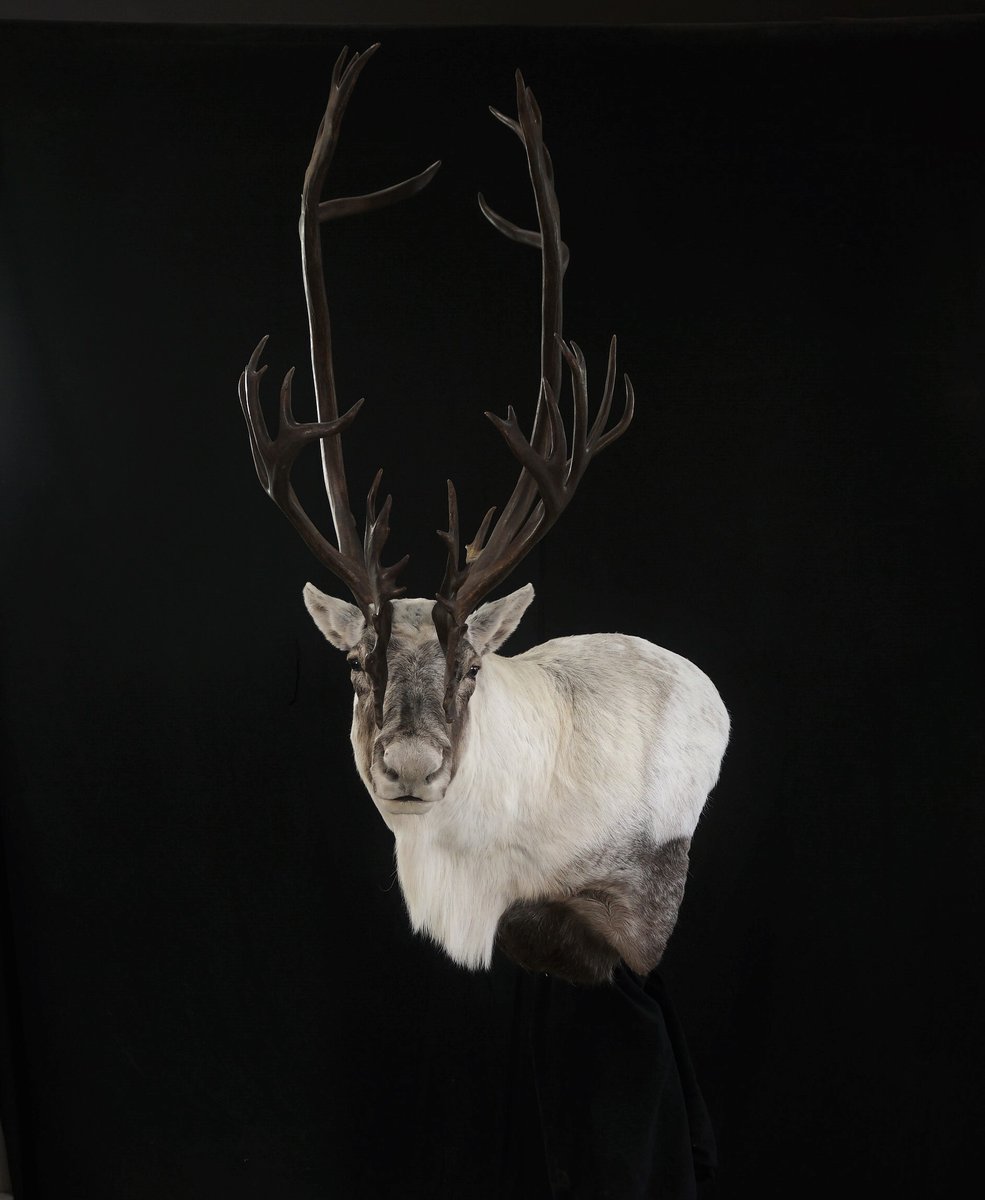 Photo 7 - Caribou wall pedestal
