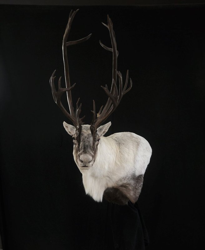 Photo 7 - Caribou wall pedestal