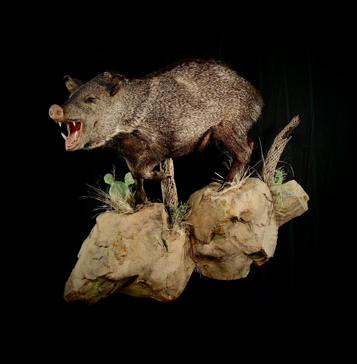 Photo 70 - Javelina