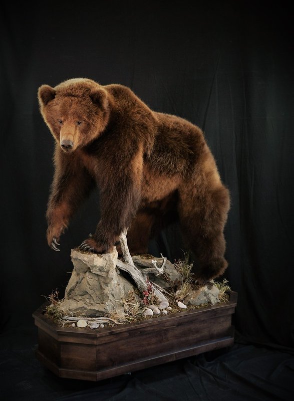 Photo 71 - Grizzly Bear Life Size