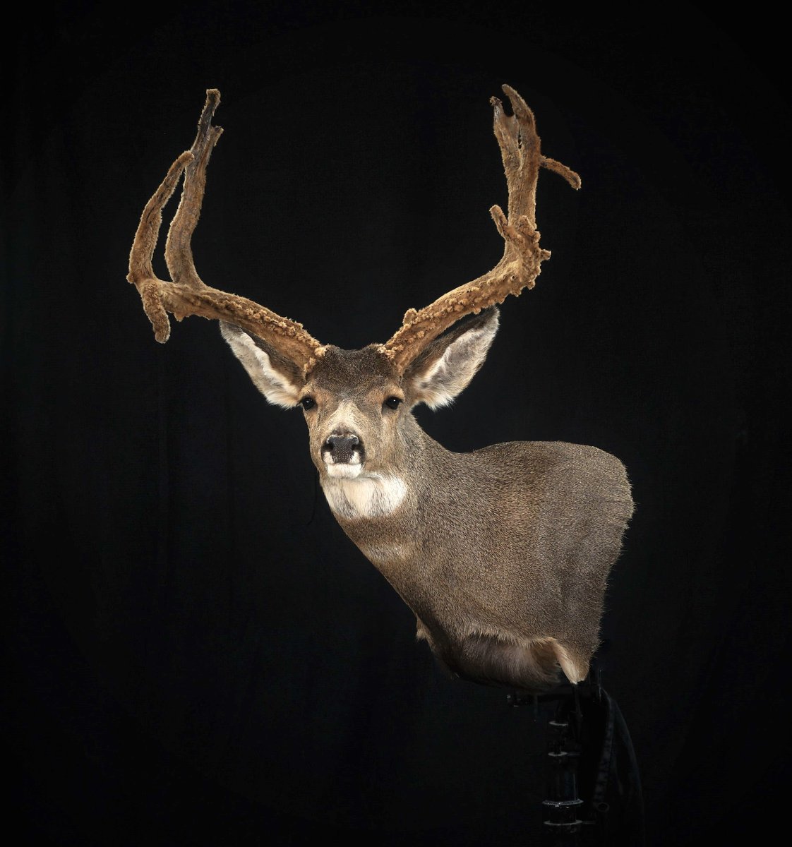 Photo 72 - Mule Deer Wall Pedestal Left Turn