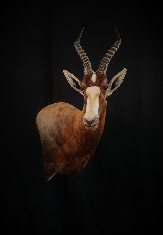 Photo 74 - Blesbok Wall Pedestal