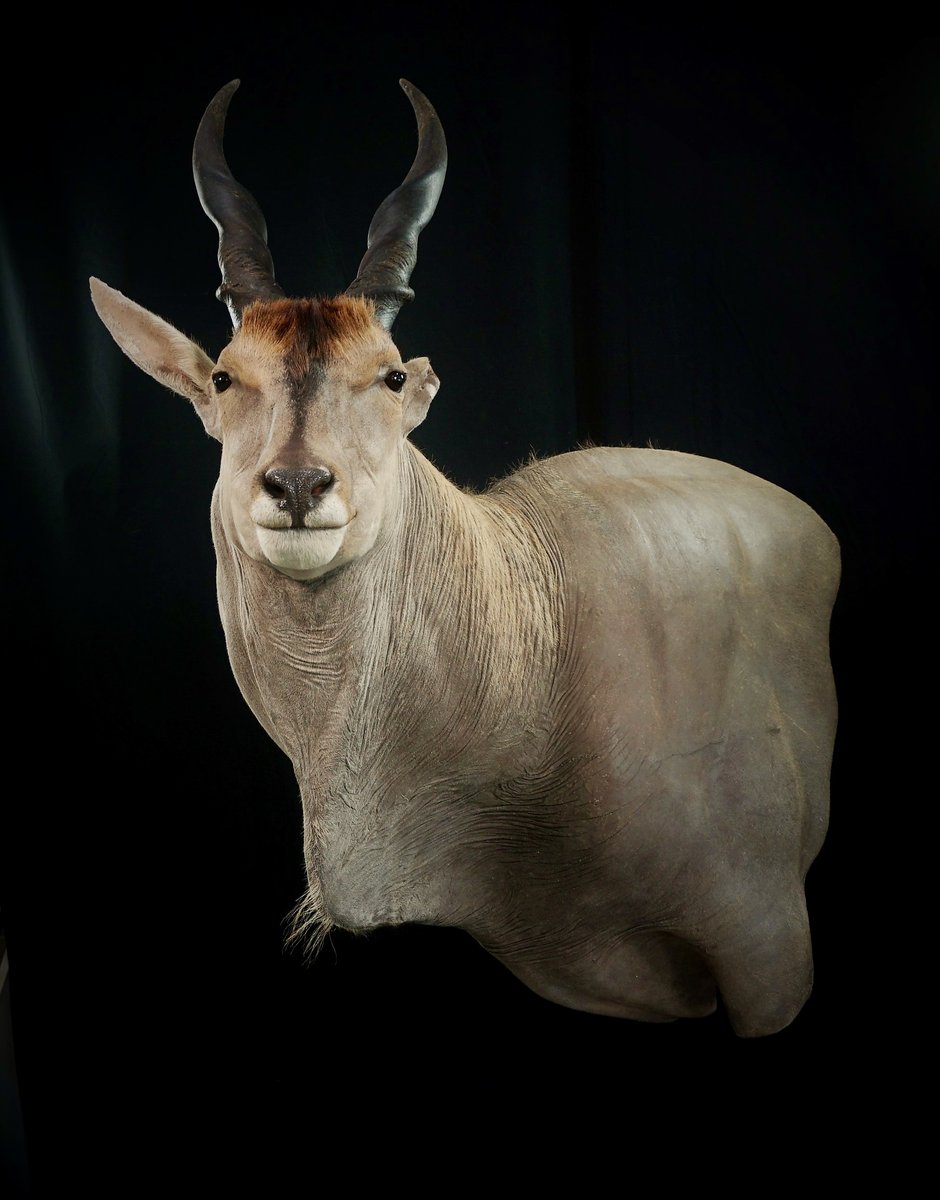 Photo 78 - Eland Wall Pedestal